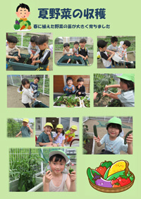 夏野菜の収穫